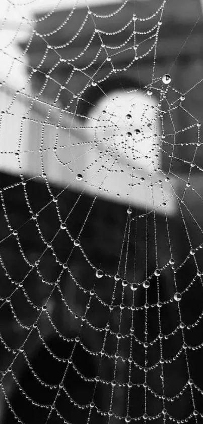 Black and white spider web with dewdrops wallpaper.