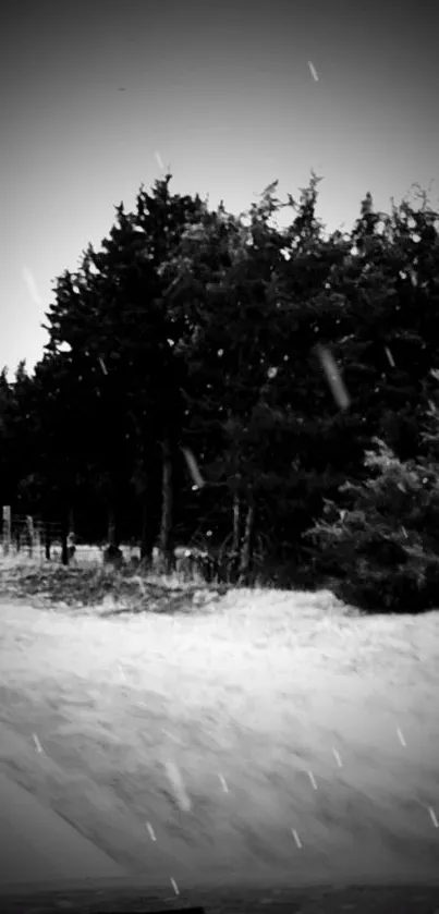 Monochrome snowy forest with trees in a peaceful winter scene.