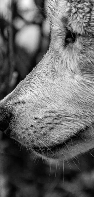 Black and white close-up of a wolf.