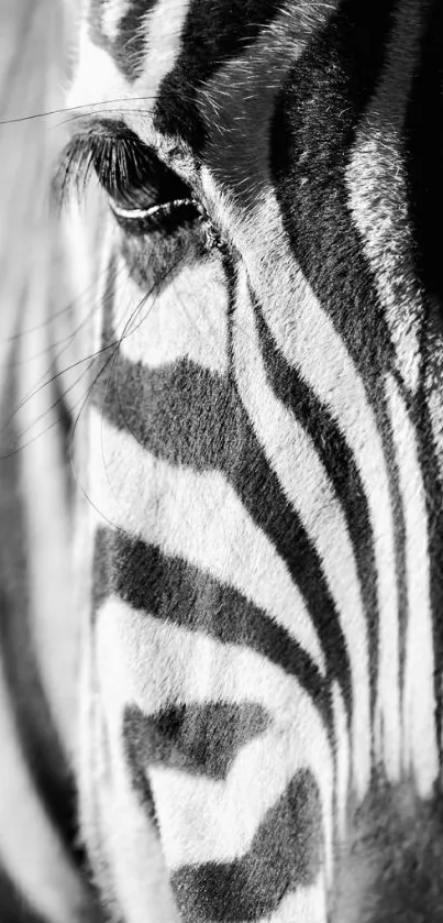 Close-up of zebra's black and white stripes for mobile wallpaper.