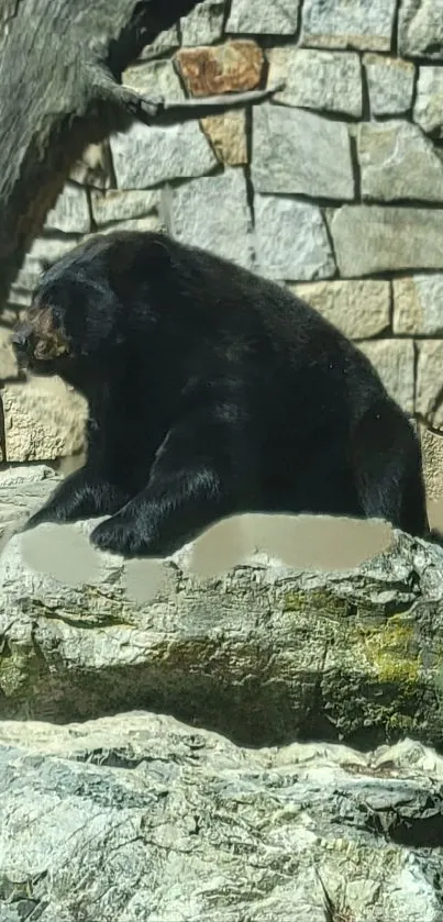 Black bear resting on rocky stones with stone wall backdrop.