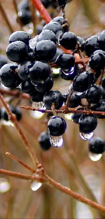 Close-up of black berries with raindrops on branches, creating a serene vibe.