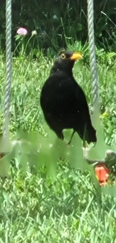 Blackbird on a grass swing, green background.