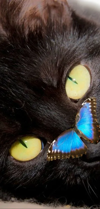 Black cat with green eyes and a blue butterfly on its nose.