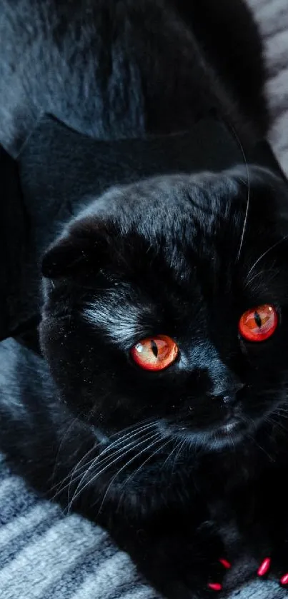 Black cat with bat wings costume and red eyes on a gray blanket.