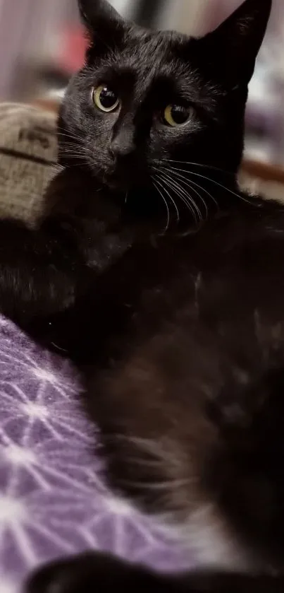 Black cat resting on a purple patterned blanket.