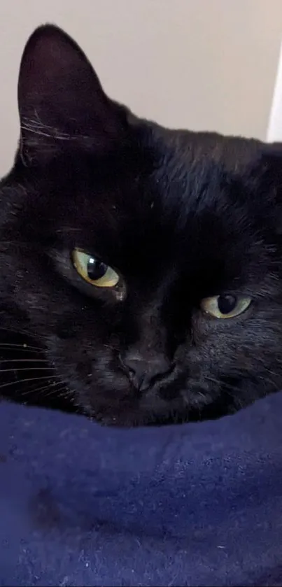 Cozy black cat lying on a blue blanket, perfect mobile wallpaper for cat lovers.