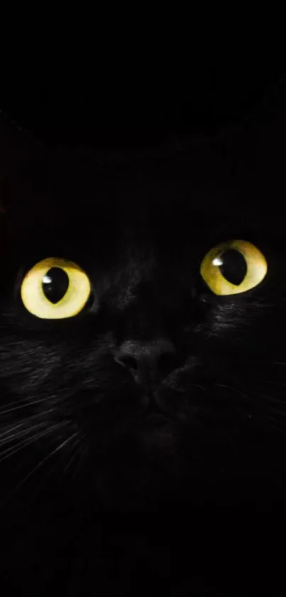 Black cat with glowing yellow eyes in dark background.