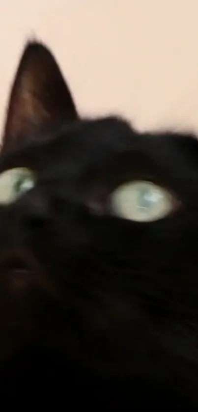 Close-up of a black cat with wide green eyes in focus.