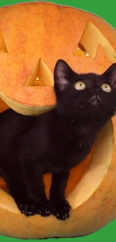 Black cat in a carved pumpkin on green background, Halloween theme.