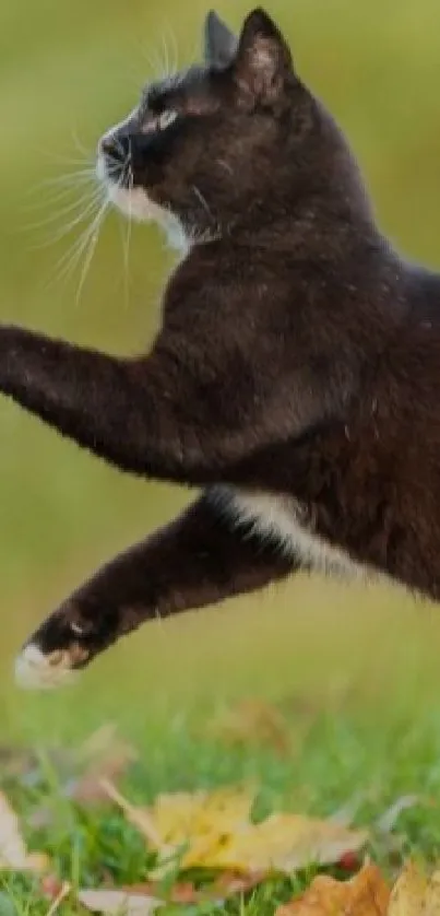 Black cat leaping through green grass in autumn.