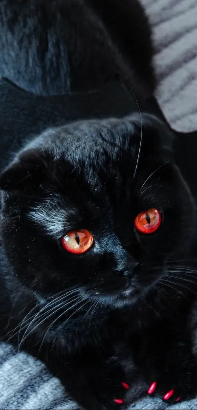 Black cat with bat wings costume and orange eyes on a textured gray background.