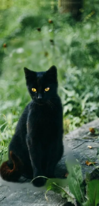 Black cat sits on rock in lush green forest.