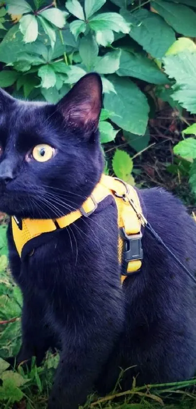 Black cat with yellow harness in a lush green garden.