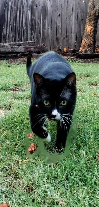 Black cat prowling on green grass with wooden fence backdrop.