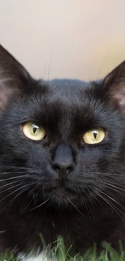 Black cat lying in green grass with blurred background.