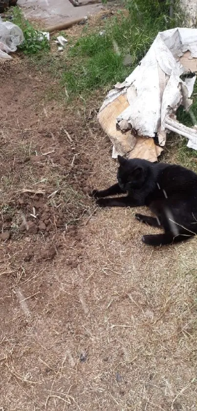 Black cat resting in a rustic yard setting with debris and greenery.