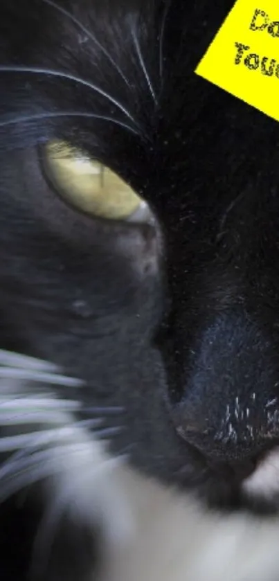 Black cat with striking eyes and a playful note on its head.