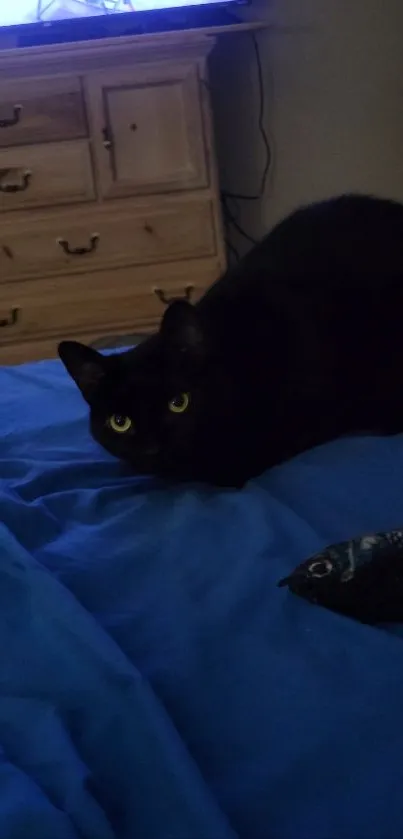 Black cat lies on blue bedding with wooden dresser in background.