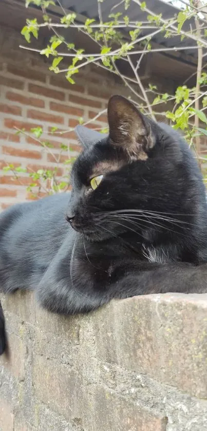 A black cat lounging on a brick wall outdoors, surrounded by nature.