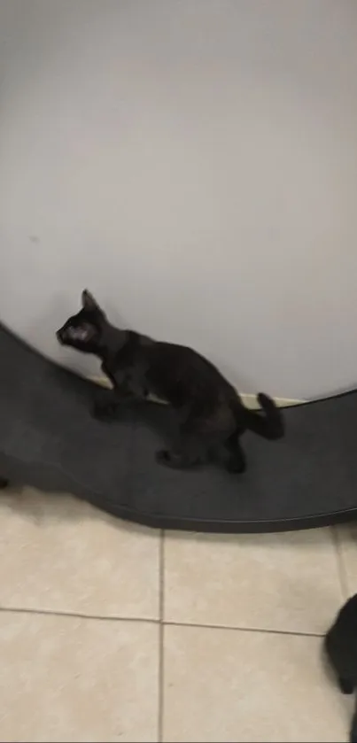 Black cat walking on a circular exercise wheel.