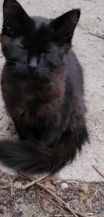 Black cat sitting on ground with natural background in wallpaper.