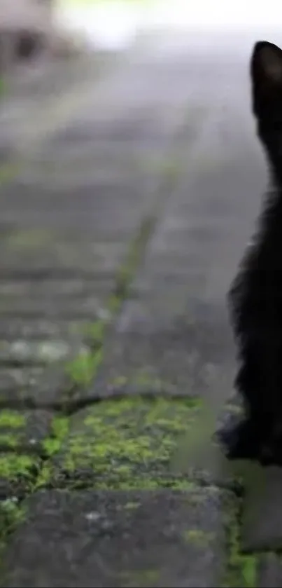 Black cat on mossy brick pathway, serene background.