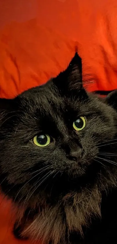 Close-up of a black cat with green eyes on a red background.