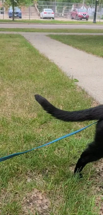 A black cat on a leash walking in a grassy outdoor setting.