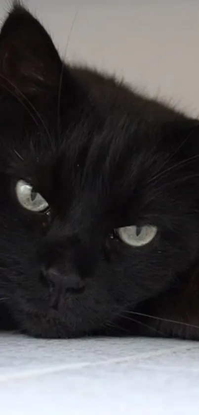 Close-up of a black cat with piercing eyes.