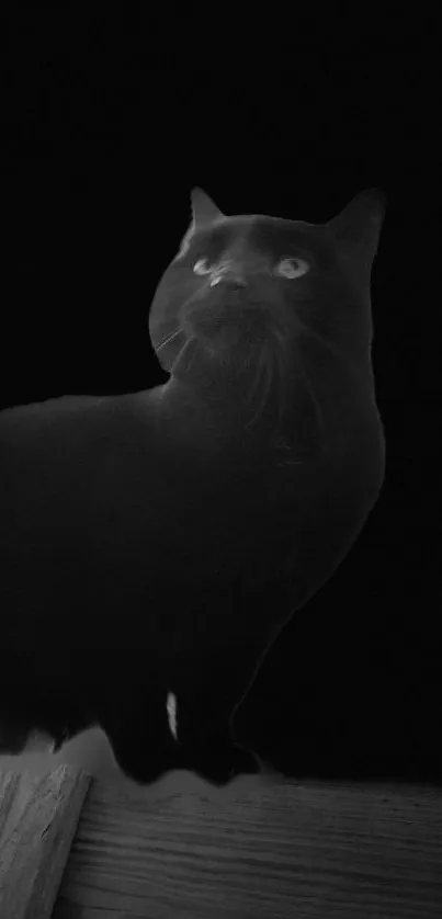 Silhouette of a black cat on a dark background, perfect mobile wallpaper.