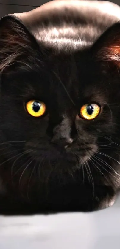 A striking black cat with bright yellow eyes.