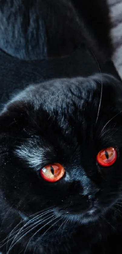 Black cat in bat costume with striking red eyes.