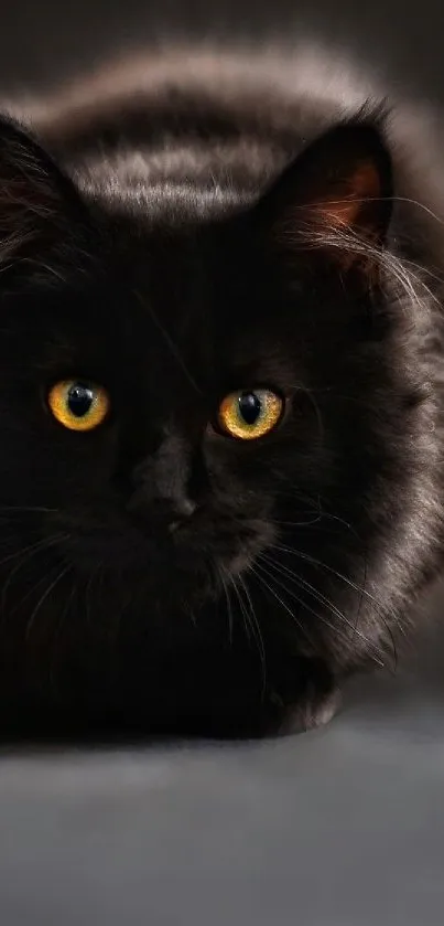 Black cat with golden eyes in dark background.