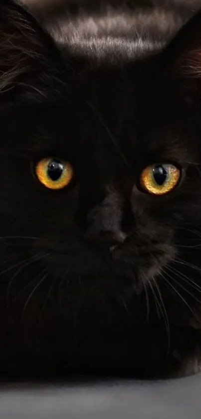 Close-up of a black cat with striking golden eyes in a dark setting.