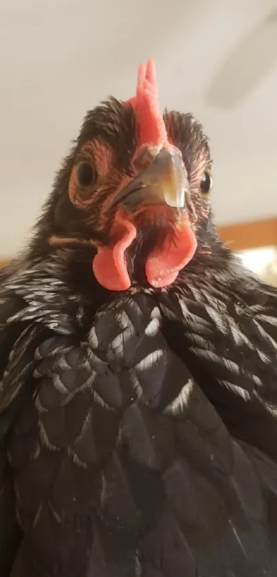 Close-up of a black chicken with a red comb against a light background.