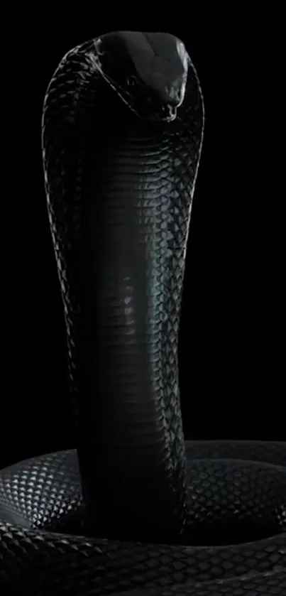 Striking black cobra on dark background wallpaper.