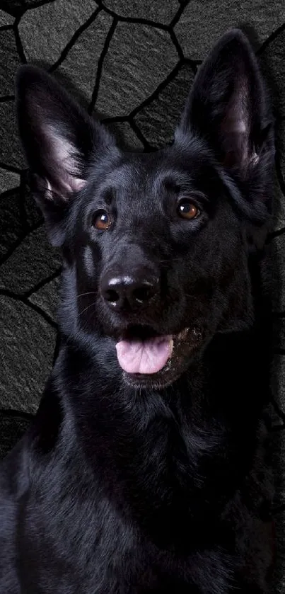 Black dog against textured stone background wallpaper.