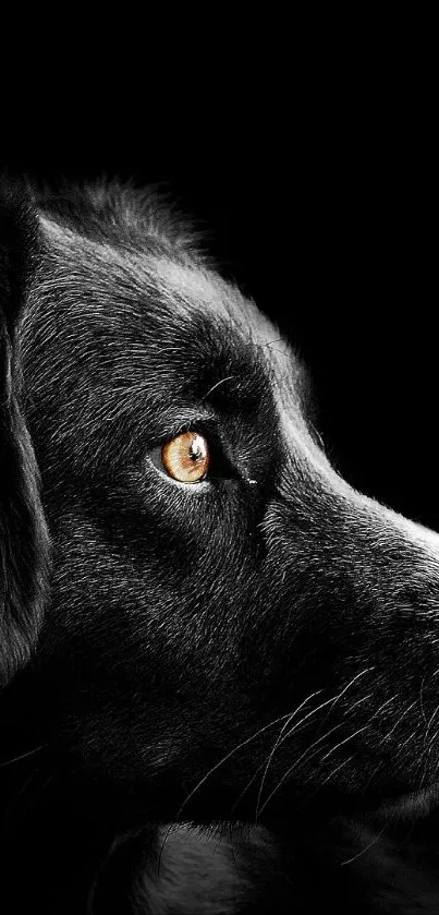 Silhouette of a dog against a black background.