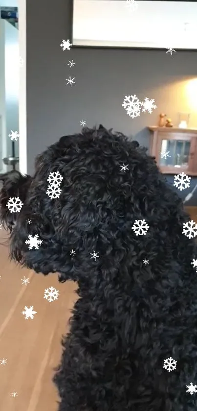 Black dog with snowflakes in a cozy interior setting.