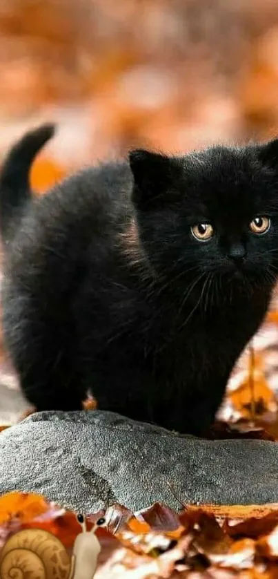 Black kitten on autumn leaves background.