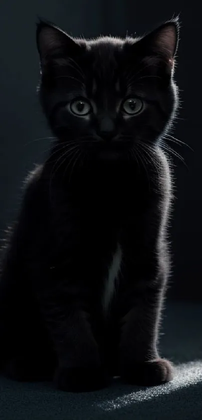 Dark gray wallpaper with a black kitten in shadow.