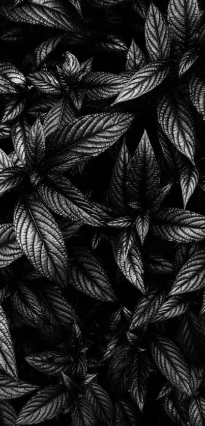 Black leaf pattern wallpaper with textured design.