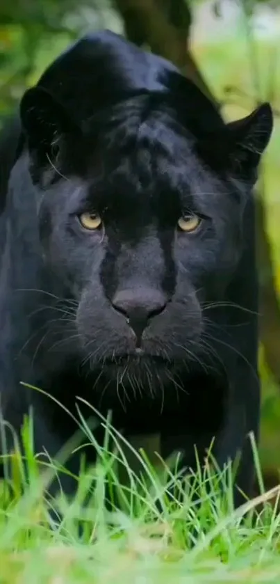 Black panther prowling in green forest.