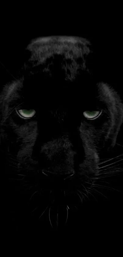 A striking black panther face on a dark background wallpaper.