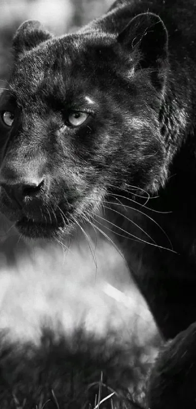 Close-up shot of a black panther in nature.