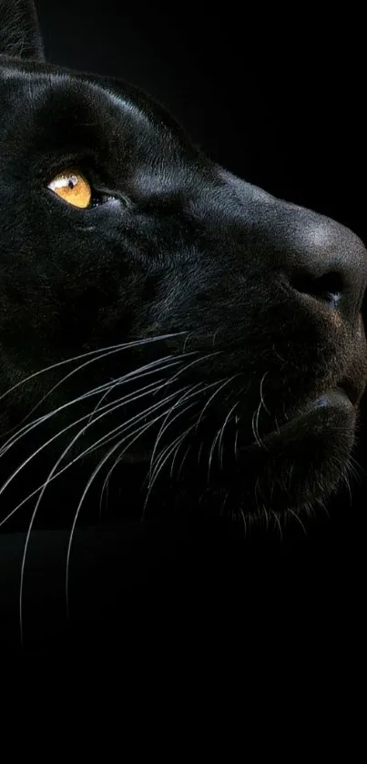 Black panther with captivating gaze on dark background.