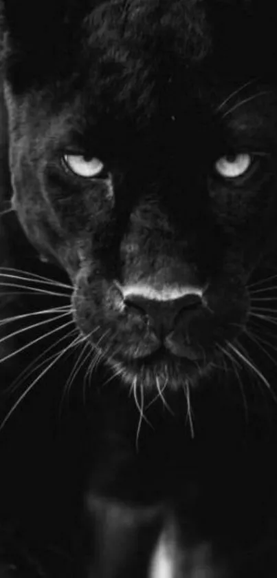 Striking black panther mobile wallpaper in monochrome design.