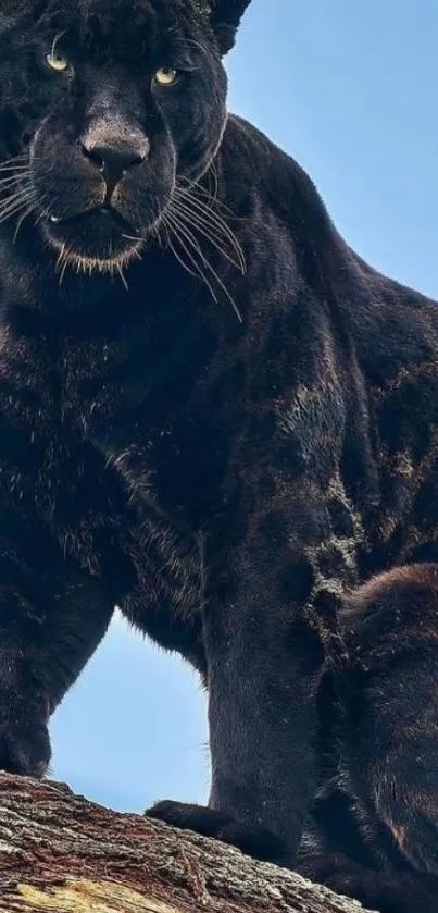 Majestic black panther on a log with a blue sky background.