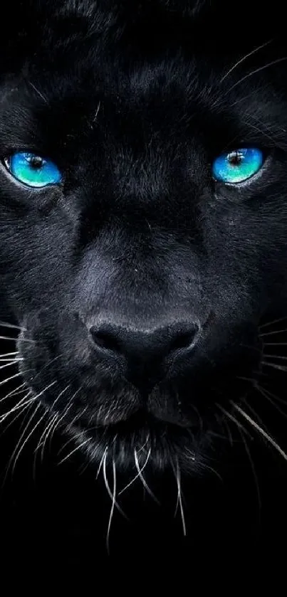 Black panther with blue eyes mobile wallpaper.